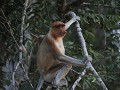 proboscis monkey of neusaap tijdens boottocht op d