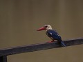 stork-billed kingfisher op de stijger van de lodge