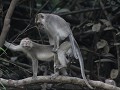 voortbestaan wordt verzekerd ... long tailed macaq
