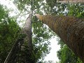 Rainforest Discovery Centre RDC - junglereuzen