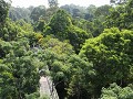 Rainforest Discovery Centre RDC - op de canopy