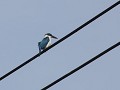 White colour kingfisher langs de straatkant