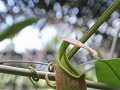 Rainforest Discovery Centre RDC - pitcher plant
