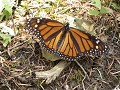 El Rosario - Monarch vlinderkolonie
