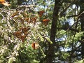 El Rosario - Monarch vlinderkolonie