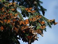 vlinders versieren de bomen