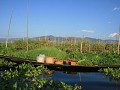 drijvende tomatenplantage op Inle Lake