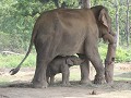 3 weken jong Aziatisch olifantje met moeder,  Elep