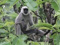 aap in Chitwan NP