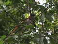 Asian Paradise Flycatcher, jong mannetje -1jr
