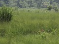 Bengaalse tijger in Chitwan NP