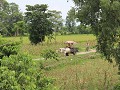 omgeving tijdens fietstocht naar Tharu dorpen