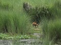 hertje tussen de hoge grassen in Chitwan NP