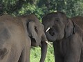 jonge mannetjes Aziatische olifanten in het Elepha