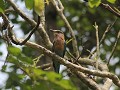 kleurrijke vogels in Chitwan NP