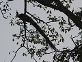pauw in Chitwan NP