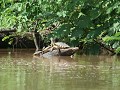 waterschildpadden langs de rio San Juan
