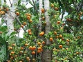 fruitboom langs het wandelpad