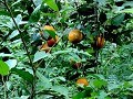 PN Caazapaá, sinaasappelen langs het wandelpad