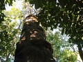 PN Caazapaá, 120 jaar oude boom