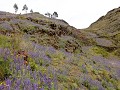 Qquea, wandeling naar vulkaan Quimsa Chata, bloeme