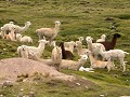 onderweg tussen Cañahuas en Chivay, alpacas