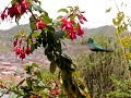 Cusco, Qorikancha, convento Santo Domingo, kolibri