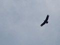 Colca Canyon, Mirador Cruz del Condor, condor