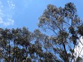 Cusco - wandeling tussen eucalyptusbomen