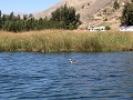 Laguna Paca, boottochtje langs ouros, drijvende ei