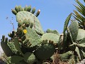 Huancayo, Parque Identidad Wanka, botanische tuin