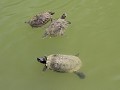 Botanische tuin - schildpadden in het zwanenmeer