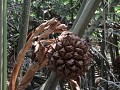 Pulan Ubin eiland - Nipah palm