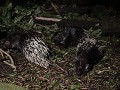 Zoo night safari - Malayan porcupine of gewoon ege