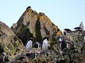 South Georgia, Elsehul Bay, Zodiac tour, kolonie m