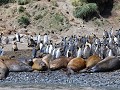 South Georgia, Elsehul Bay, Zodiac tour, zeeolifan