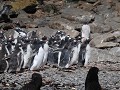 South Georgia, Elsehul Bay, Zodiac tour, gentoo of