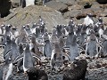 South Georgia, Elsehul Bay, Zodiac tour, gentoo of