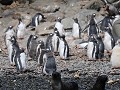 South Georgia, Elsehul Bay, Zodiac tour, gentoo of