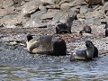 South Georgia, Elsehul Bay, Zodiac tour, pelsrobbe