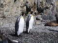 South Georgia, Elsehul Bay, Zodiac tour, koningspi