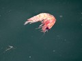 South Georgia, Elsehul Bay, Zodiac tour, krill, ba