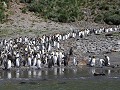 South Georgia, Elsehul Bay, Zodiac tour, koningspi