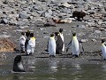 South Georgia, Elsehul Bay, Zodiac tour, koningspi