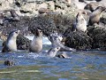 South Georgia, Elsehul Bay, Zodiac tour, pelsrobbe