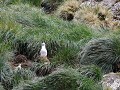 South Georgia, Elsehul Bay, Zodiac tour, grey head