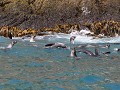 South Georgia, Elsehul Bay, Zodiac tour, pelsrobbe