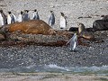 South Georgia, Elsehul Bay, Zodiac tour, koningspi