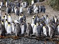 South Georgia, Elsehul Bay, Zodiac tour, koningspi