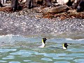 South Georgia, Elsehul Bay, Zodiac tour, zwemmende